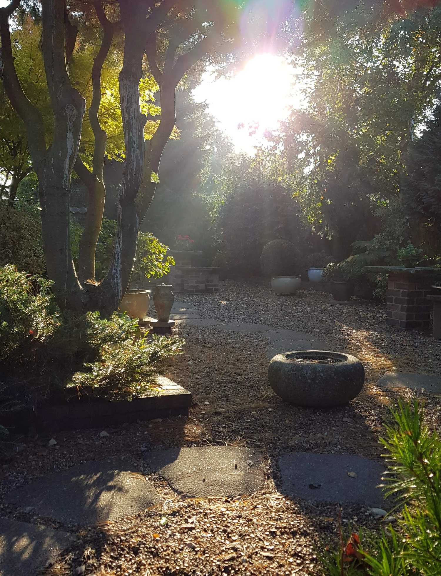 Autumn sun-rays through a heart-shaped opening in the trees.