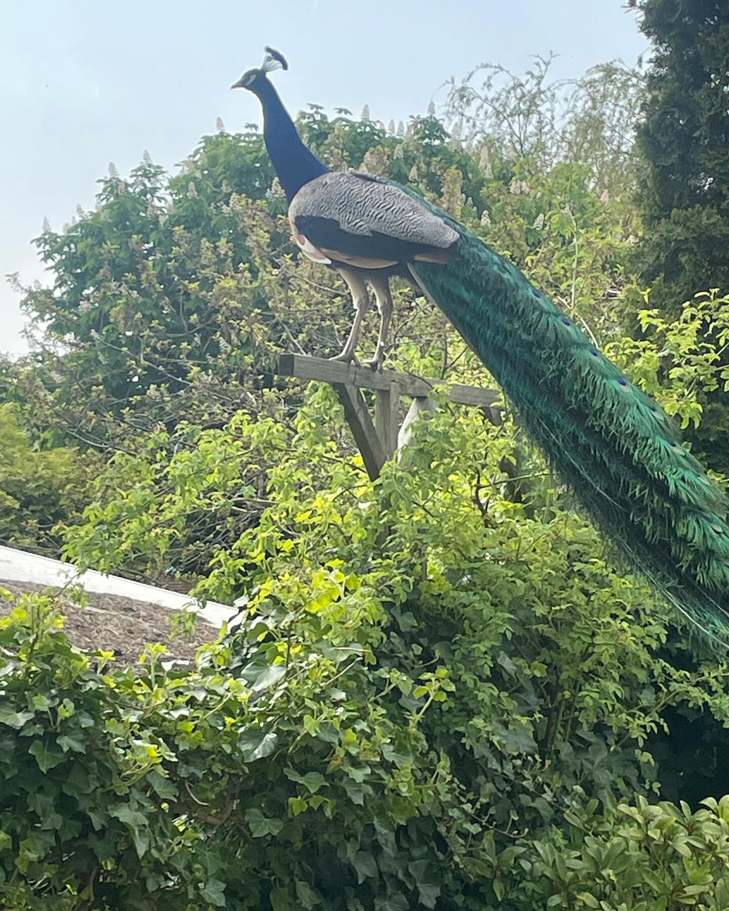 Our resident Peacock saying hello this morning ❤️