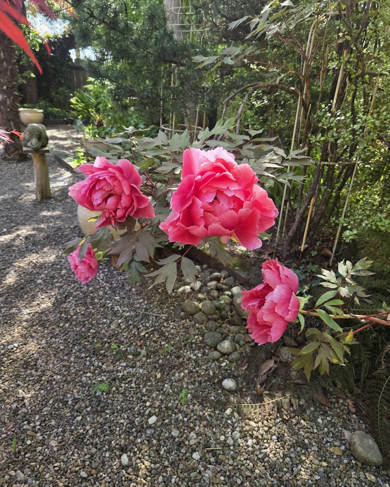 I love it when these tree peonies bloom. If only they lasted all year 🌸
