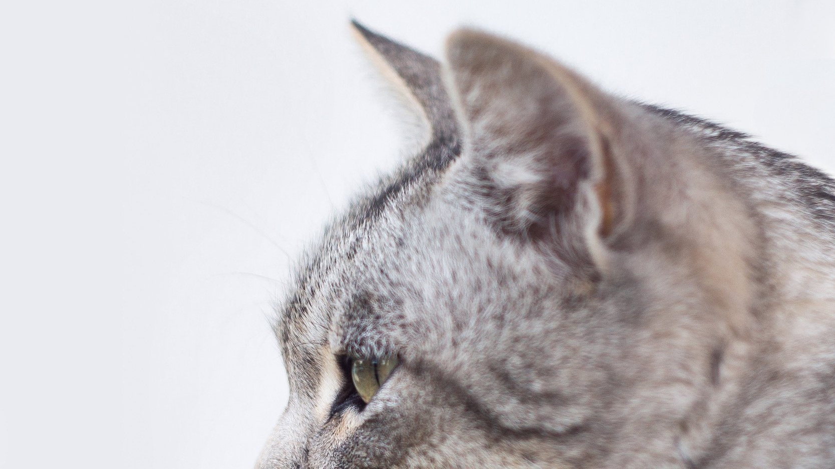 Foto: Mikhail Vasilyev (unsplash.com)