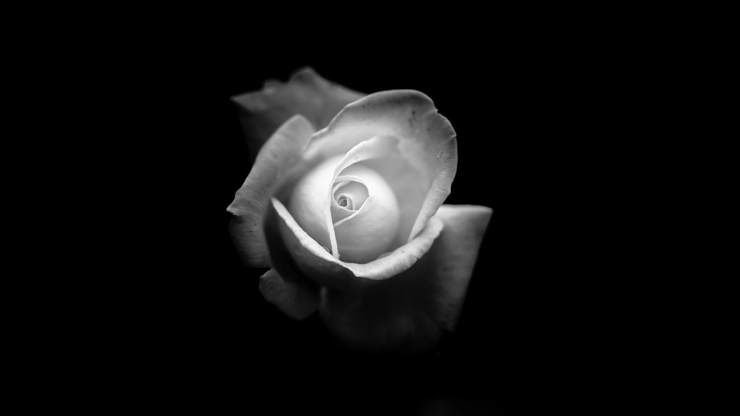 Rose Retouch-2.jpg