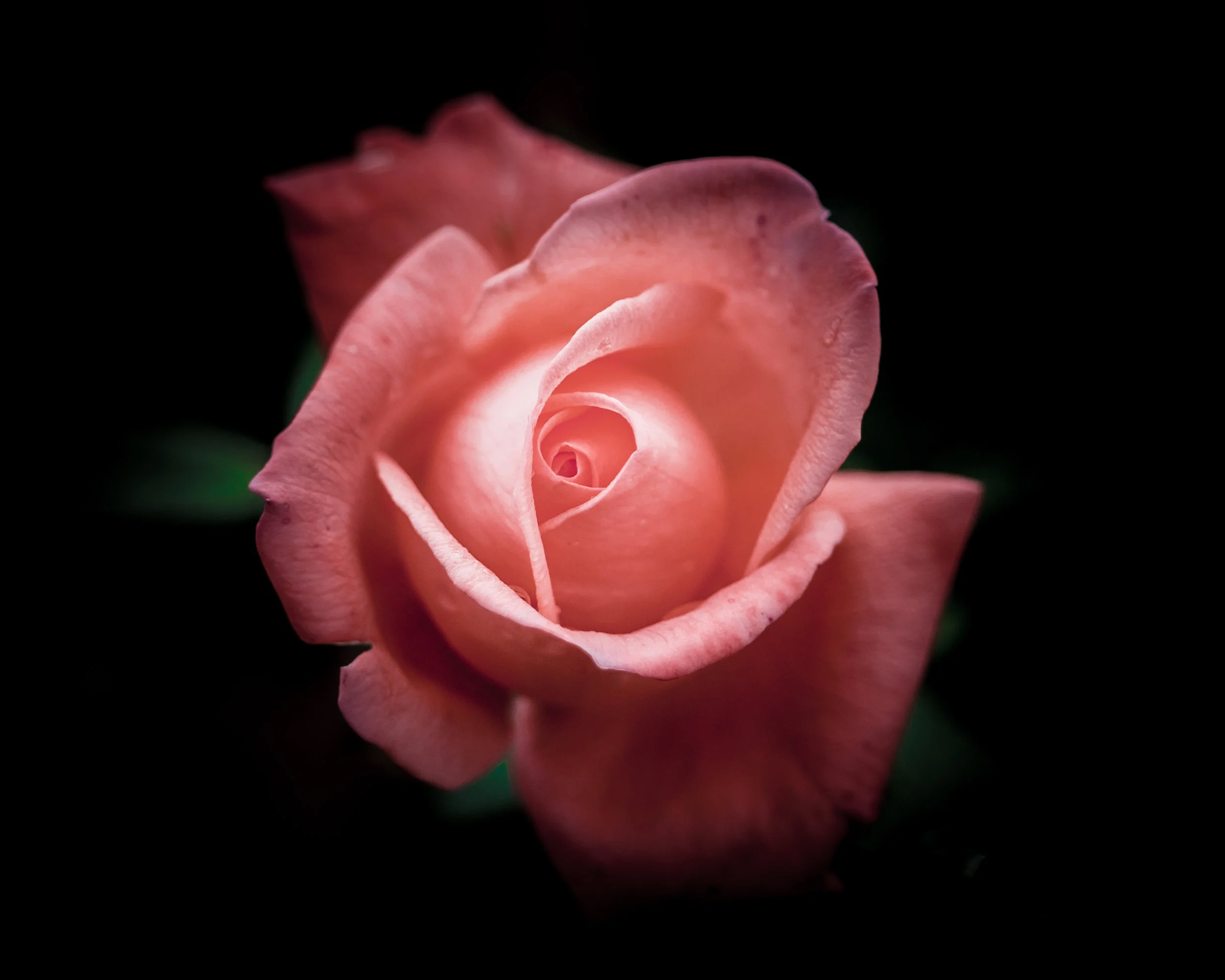 Rose Retouch-1.jpg
