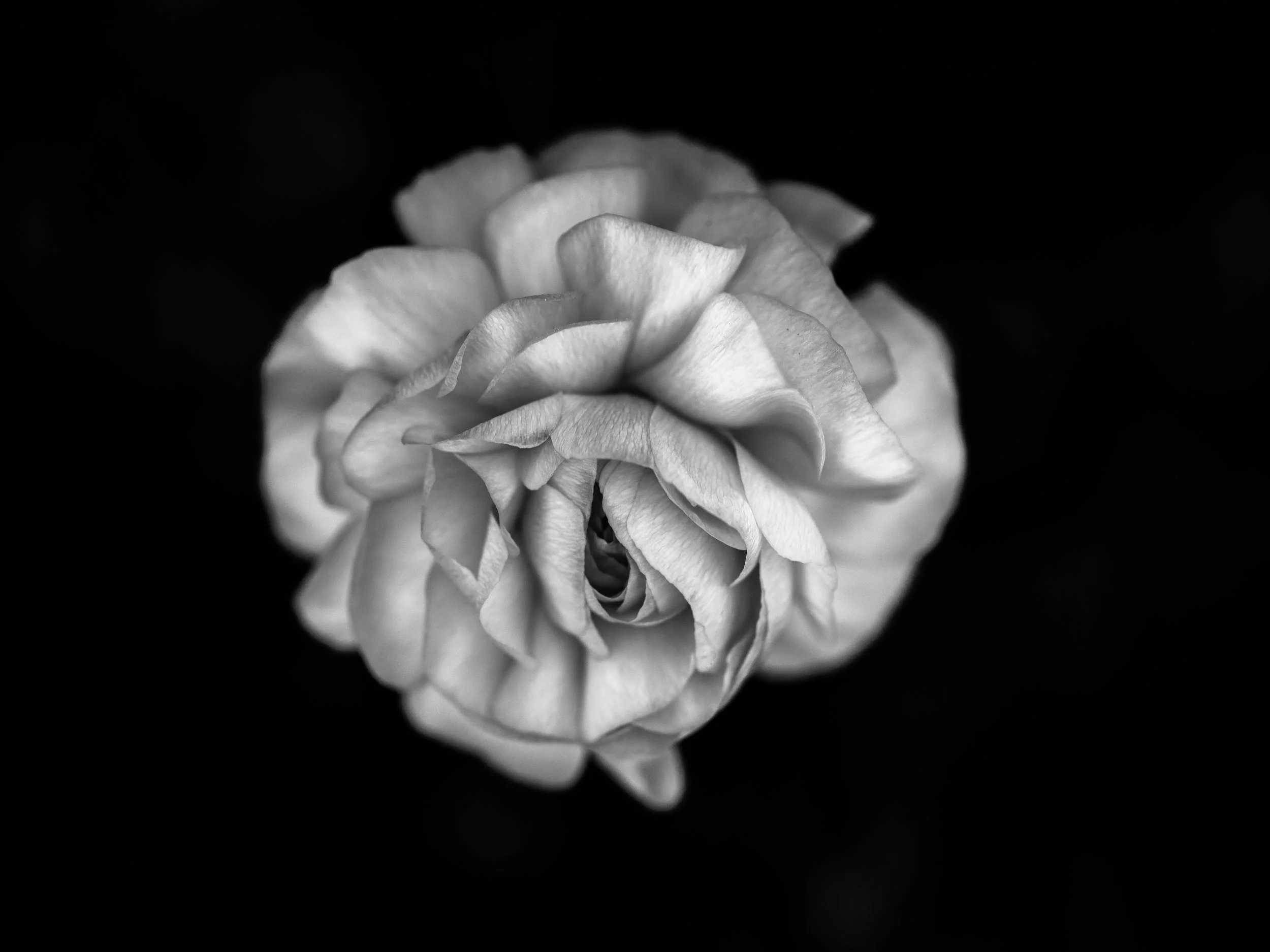 Ranunculus.jpg