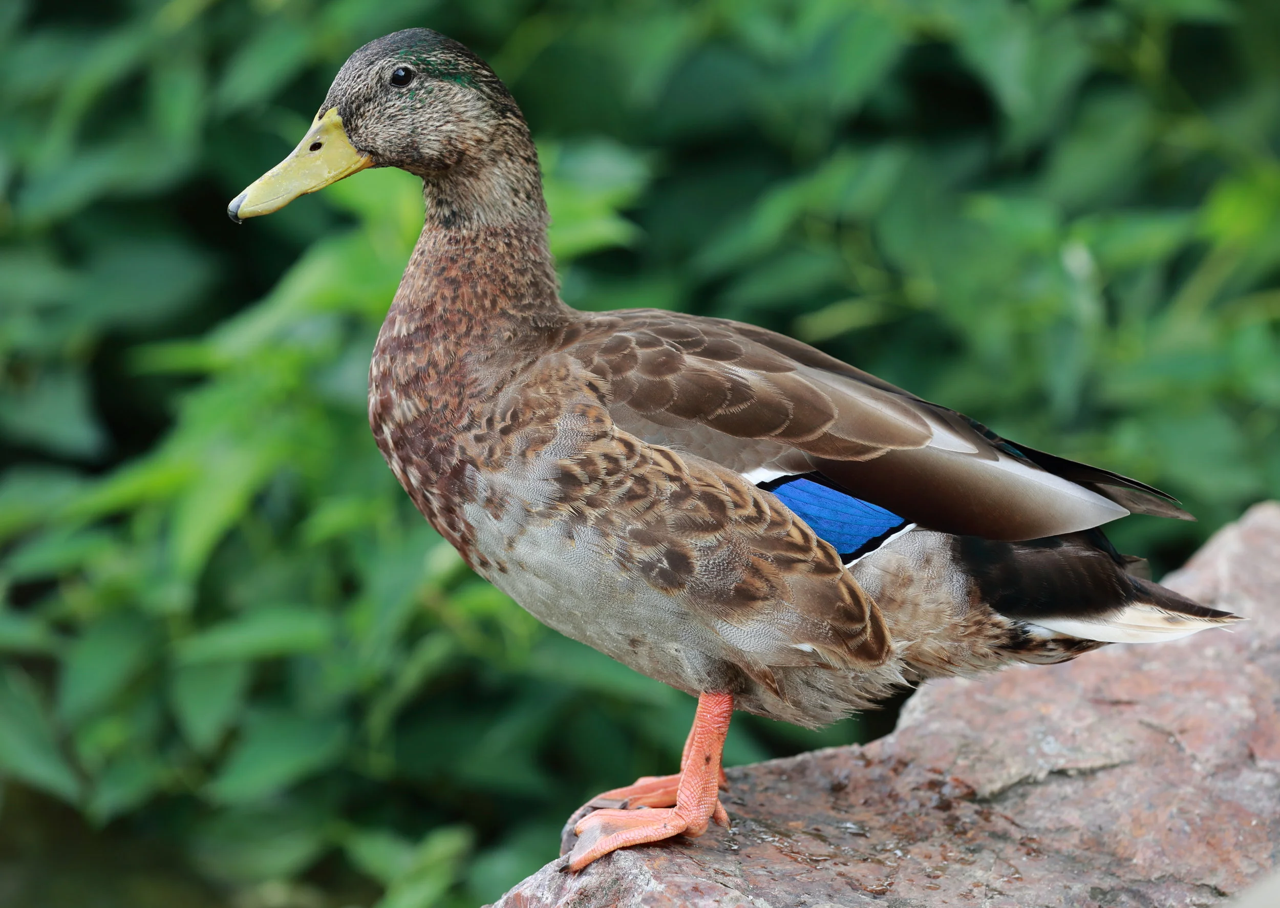 Adolescent Mallard