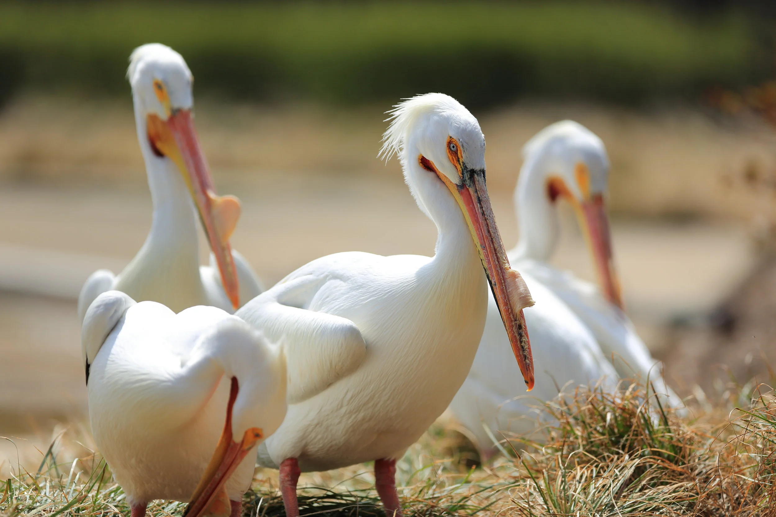 Pelicans