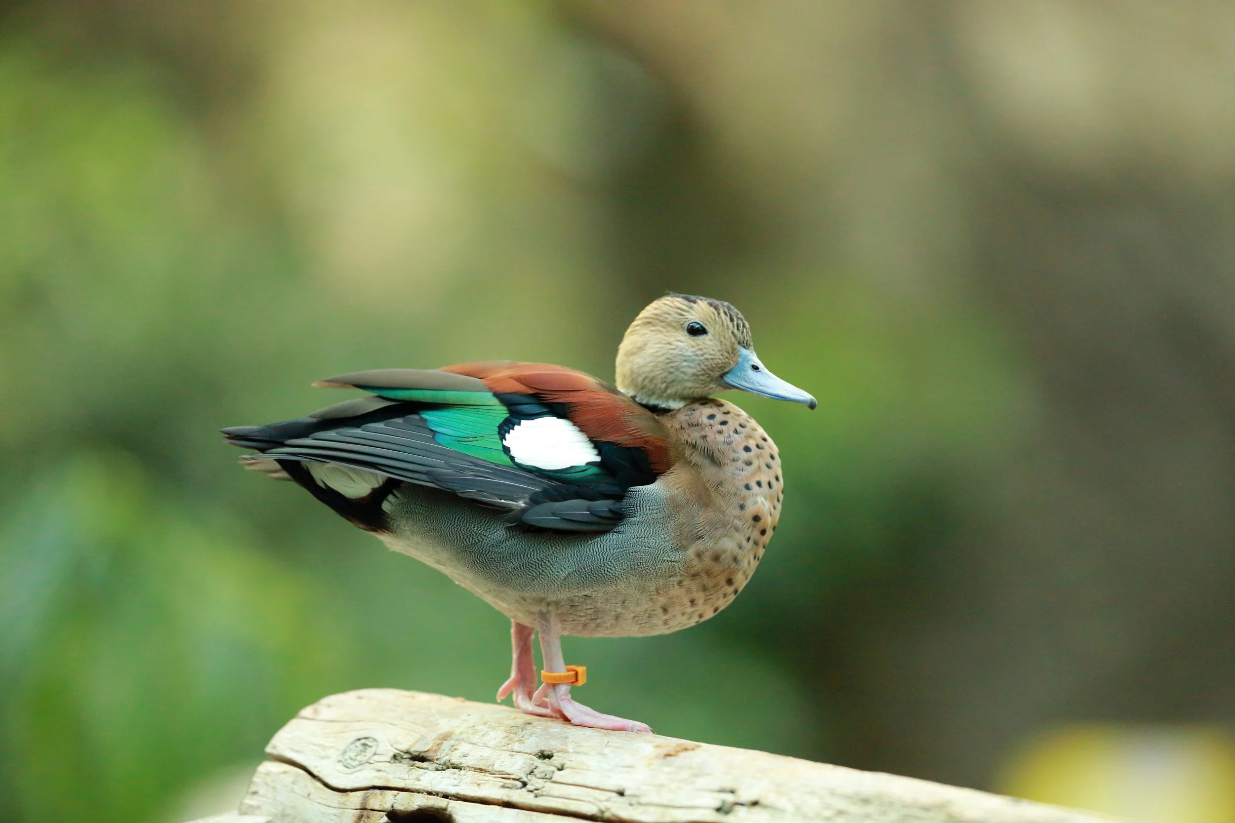 Wood Duck