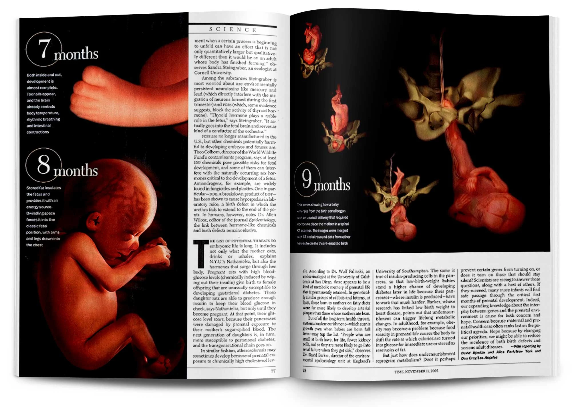 layouts.womb5.jpg