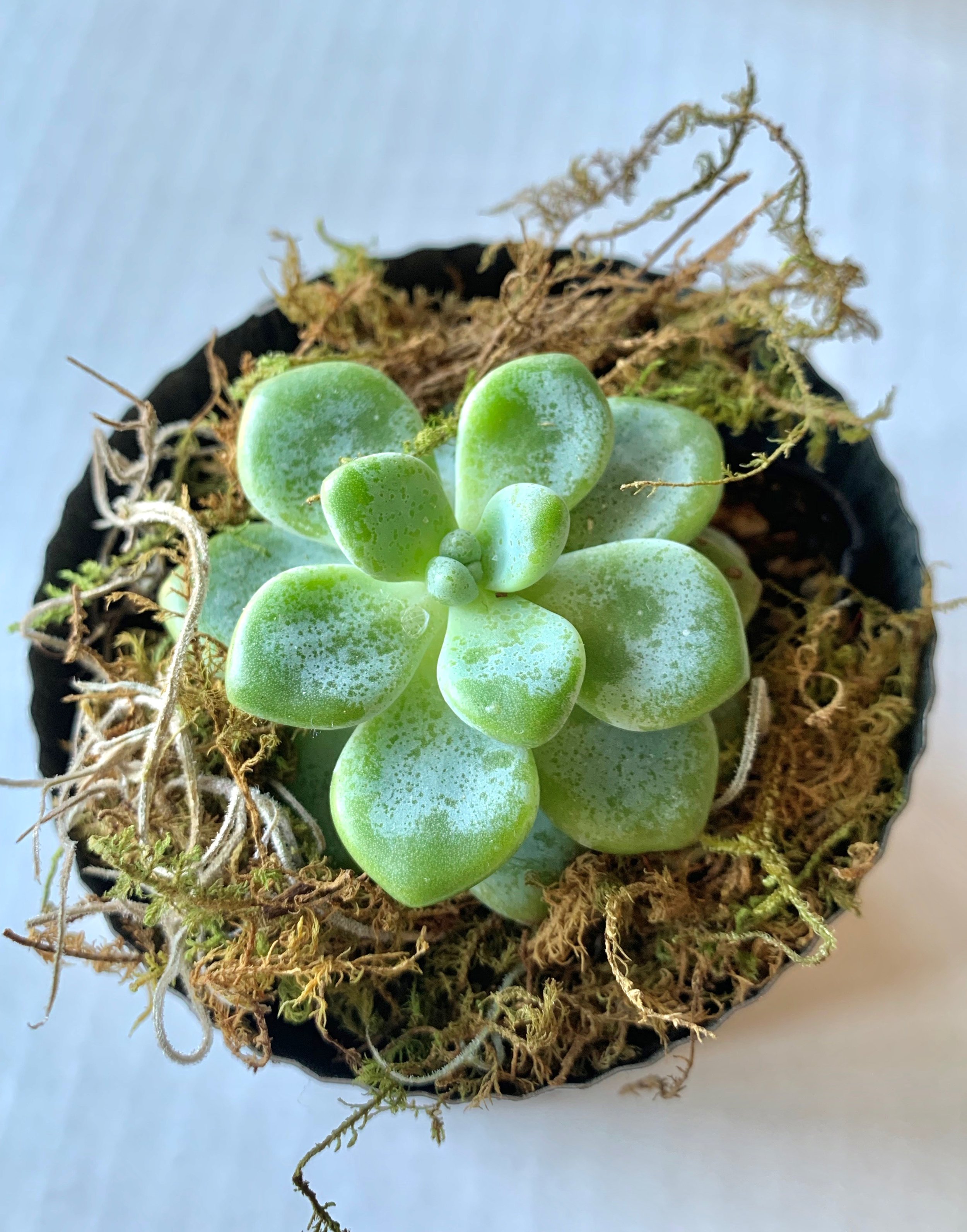 1 of 4 of my thriving, beautiful baby succulents!