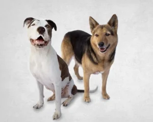 Boss and Maggie