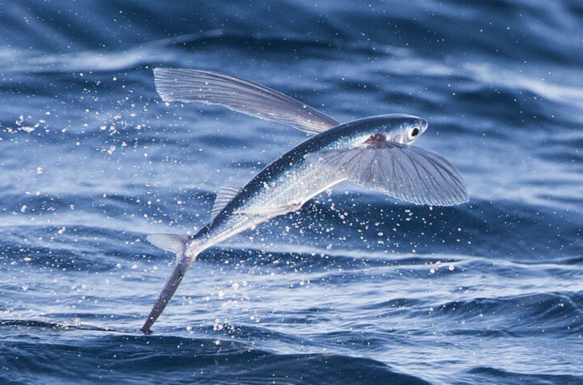 Flying fish! - Gliding for as Long as 655 feet in Distance! — Heal