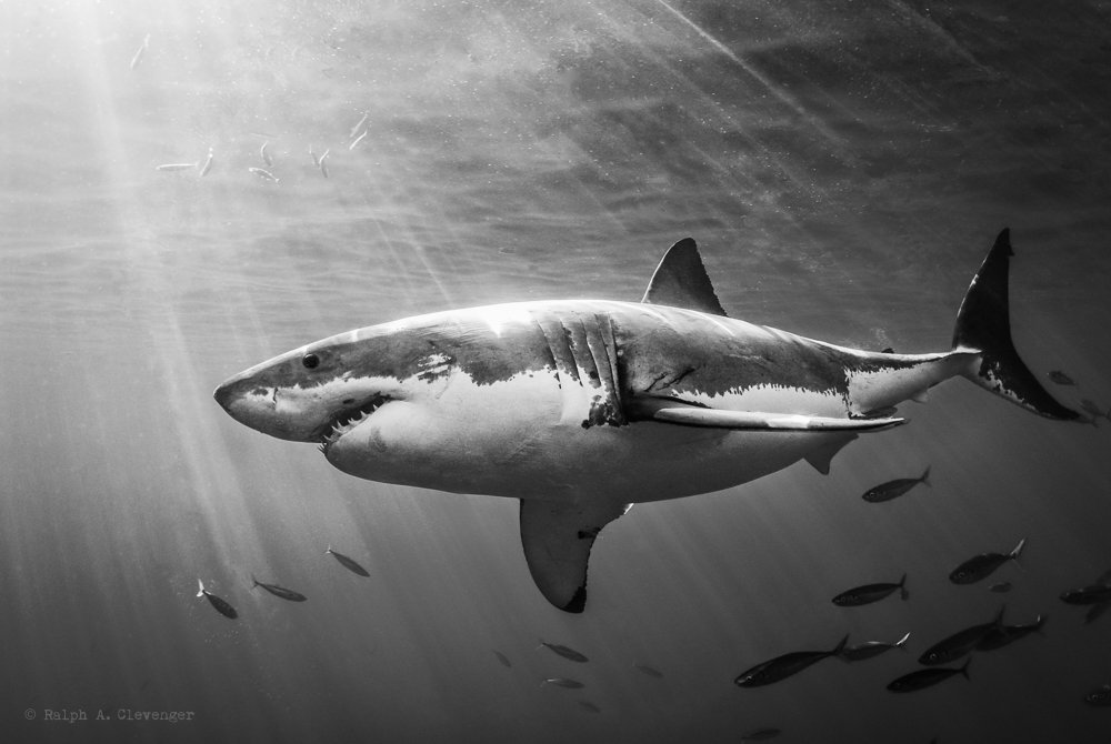 great white shark black and white