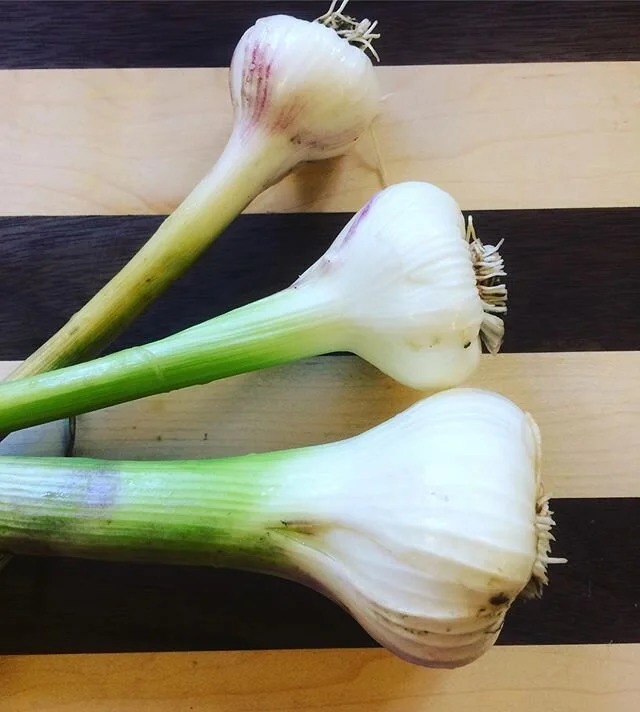 Garlic: good, better, best. We eat a lot of garlic. A LOT. These germidour garlic are from cloves we grew last year. We should have done four times as much when we planted in October, but we ate them. Lesson learned. #sustainability #garlic #awayofli