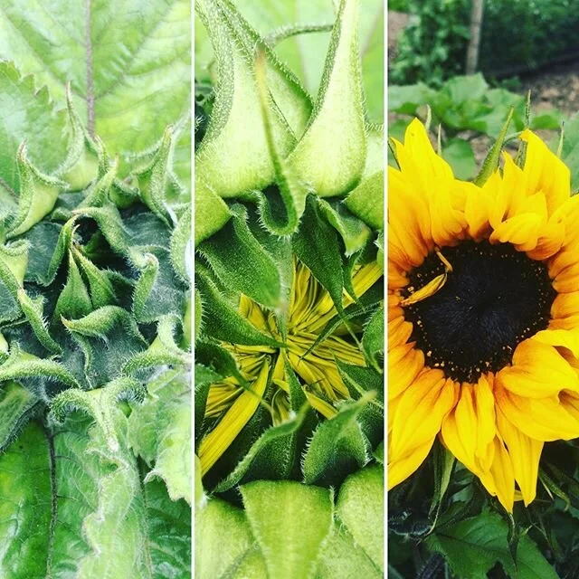 Celebrating the first of the sunflowers! We watched this beauty emerge over the course of several days, and its chums are not far behind.  #sunflower #sunflowers #bloom #pollinators #pollinatorgarden #flowers #joyful #summer #inbloom #marketgarden #g