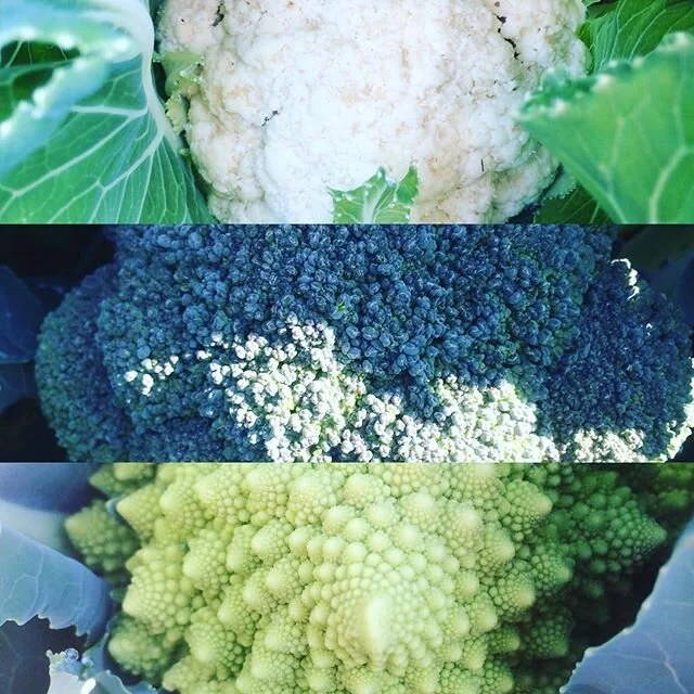 Cauliflower, Broccoli and Romanesco Cauliflower. Such a thrill to discover these yesterday as we pulled back the mesh for weeding. Hoping they hold off until our next boxes! #marketgarden #gardening #garden #vegetables #veggies #localfood #growyourow