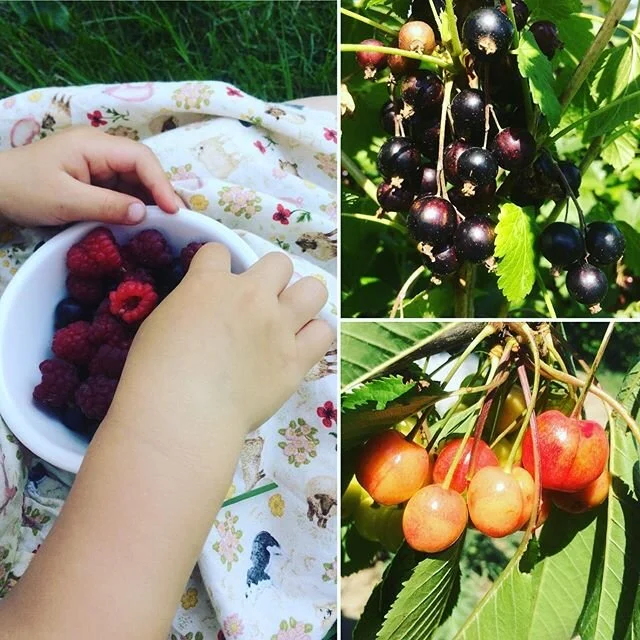 Long hot summer days are best for ripening fruit and for little hands to forage and snack on them. This is the first year we’ve had any number of cherries... I learned from last year and netted the trees before the birds had a chance to steal t