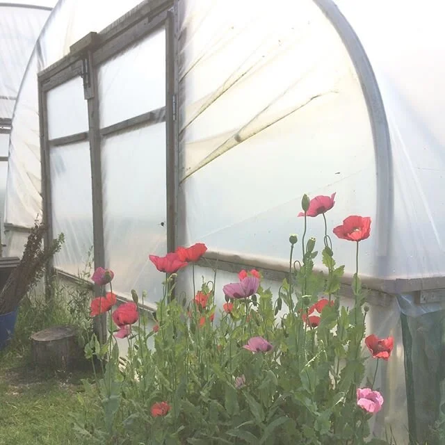 This is definitely summer. Saved seed and wildflower mixes are adding vibrant colour and movement to spaces around the farm. The bees are buzzing lazily and enjoying the blooms. π·πΈπΊ
#flowers #wildflowers #poppies #volunteerplants #garden #gardenin