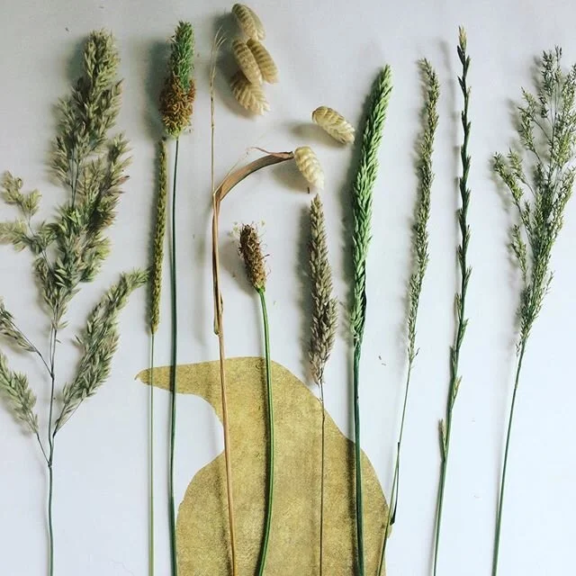 Grasses going to seed along the edges of the farm. Each unique and beautiful. I enjoy looking at a patch and seeing  the diversity. Next step is to learn their names and to id them. #grasses #farm #seed #meadow #speciesdiversity #plantidentification