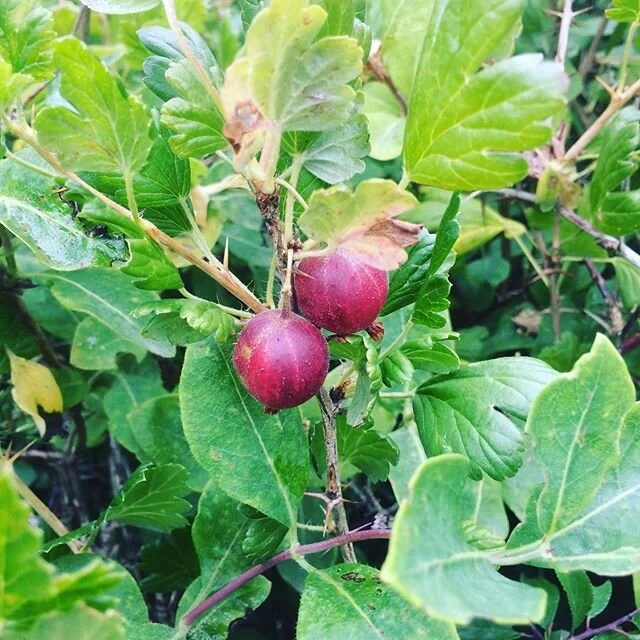 This mystery gooseberry lives in one of our hedges and is the absolute sweetest thing. Come autumn I’m going to propagate the heck out of it by taking cuttings. I’m keeping an eye on you, gooseberry! #gooseberry #propagation #plants #hedg
