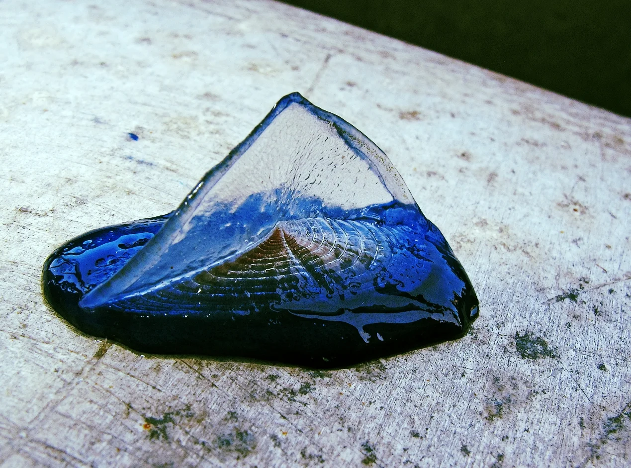 velella.jpg