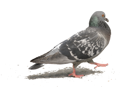 Pigeon.png