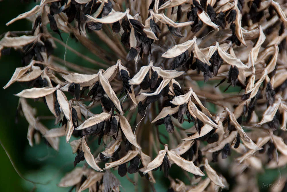 TinySeeds.jpg