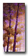 PURPLE WOOD I Image: 24 x 12 Paper: 24 x 12