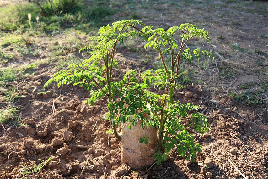 Moringa growing in clay soil.