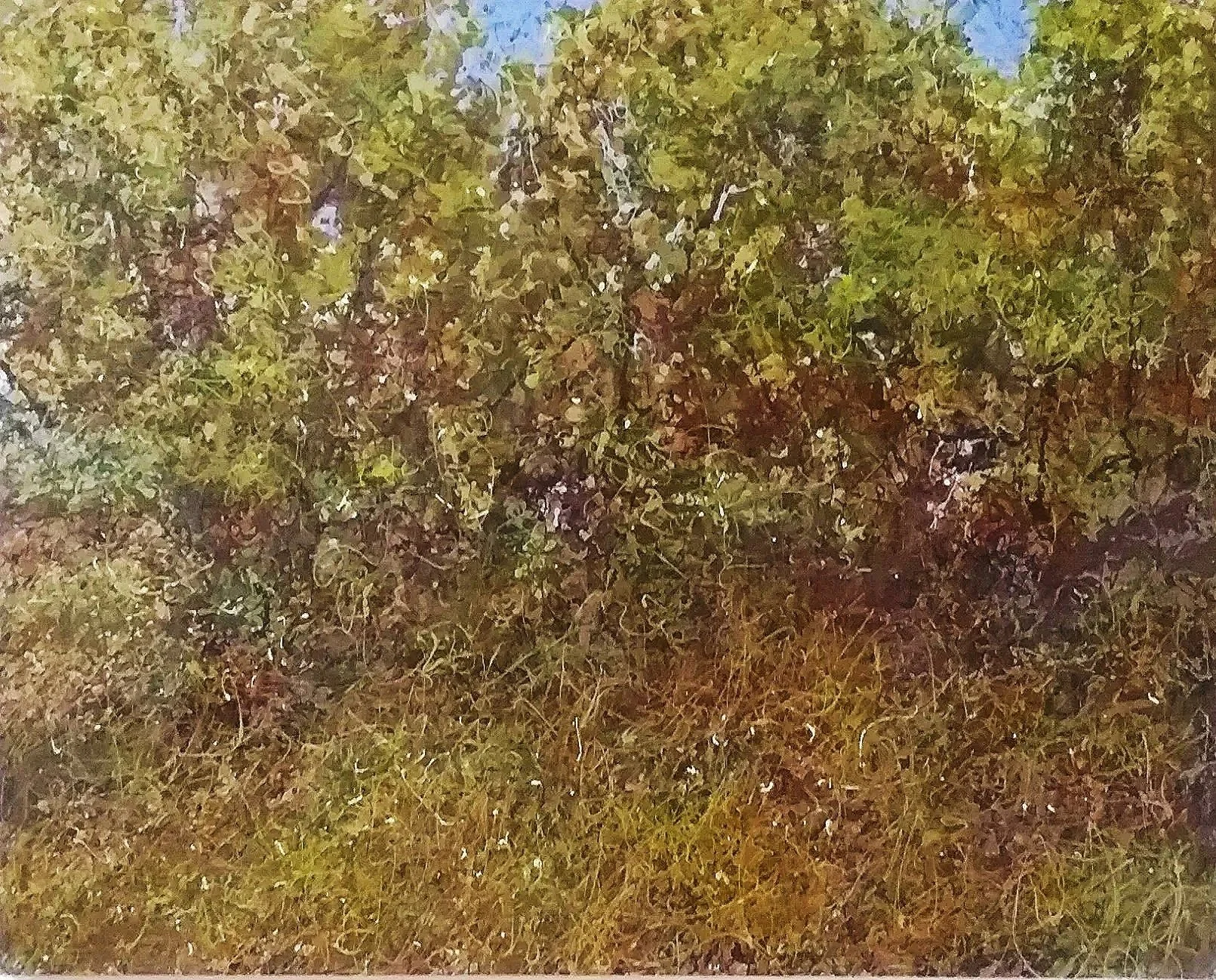 36.B. Woodland. September.