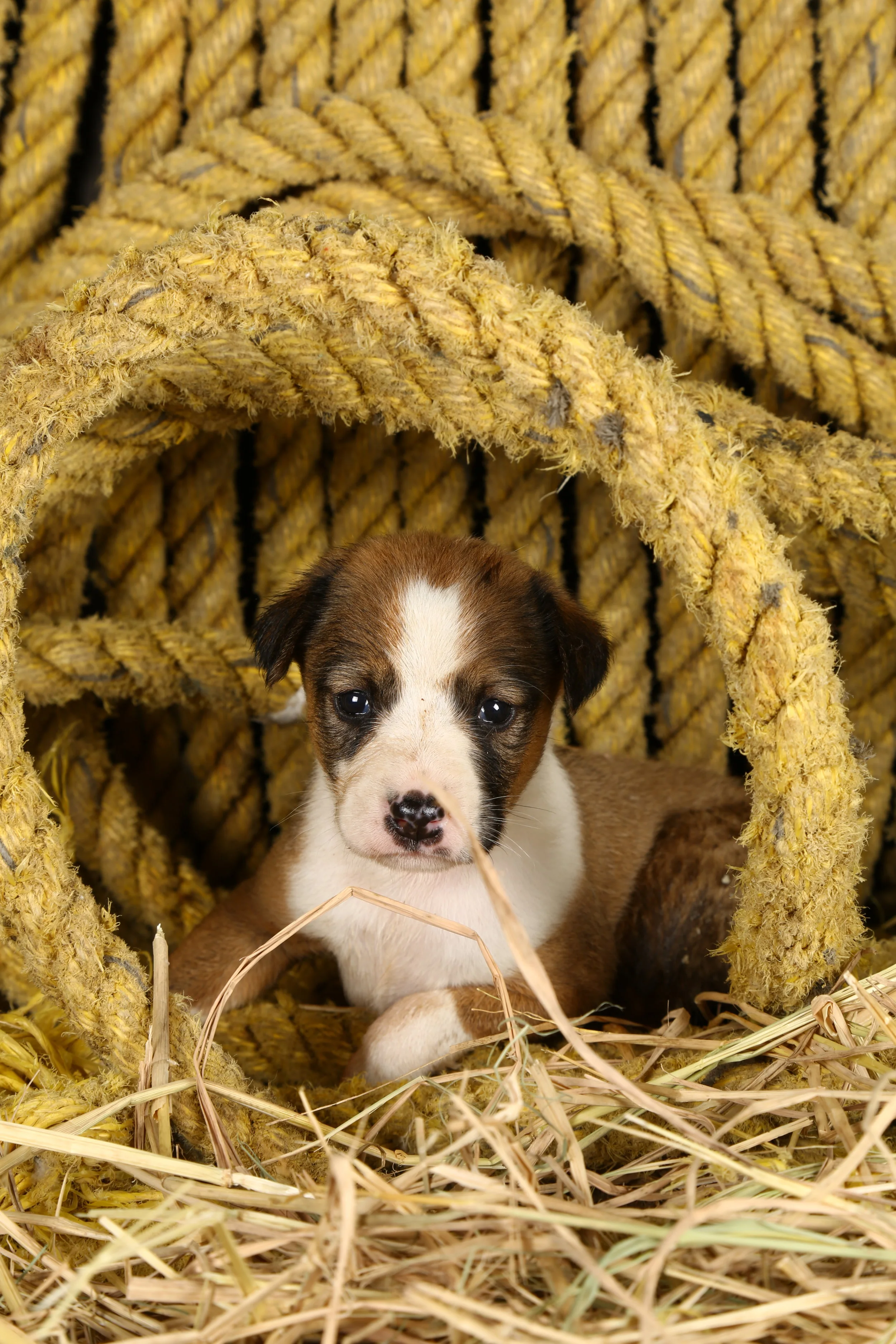 For Blue Cross of India