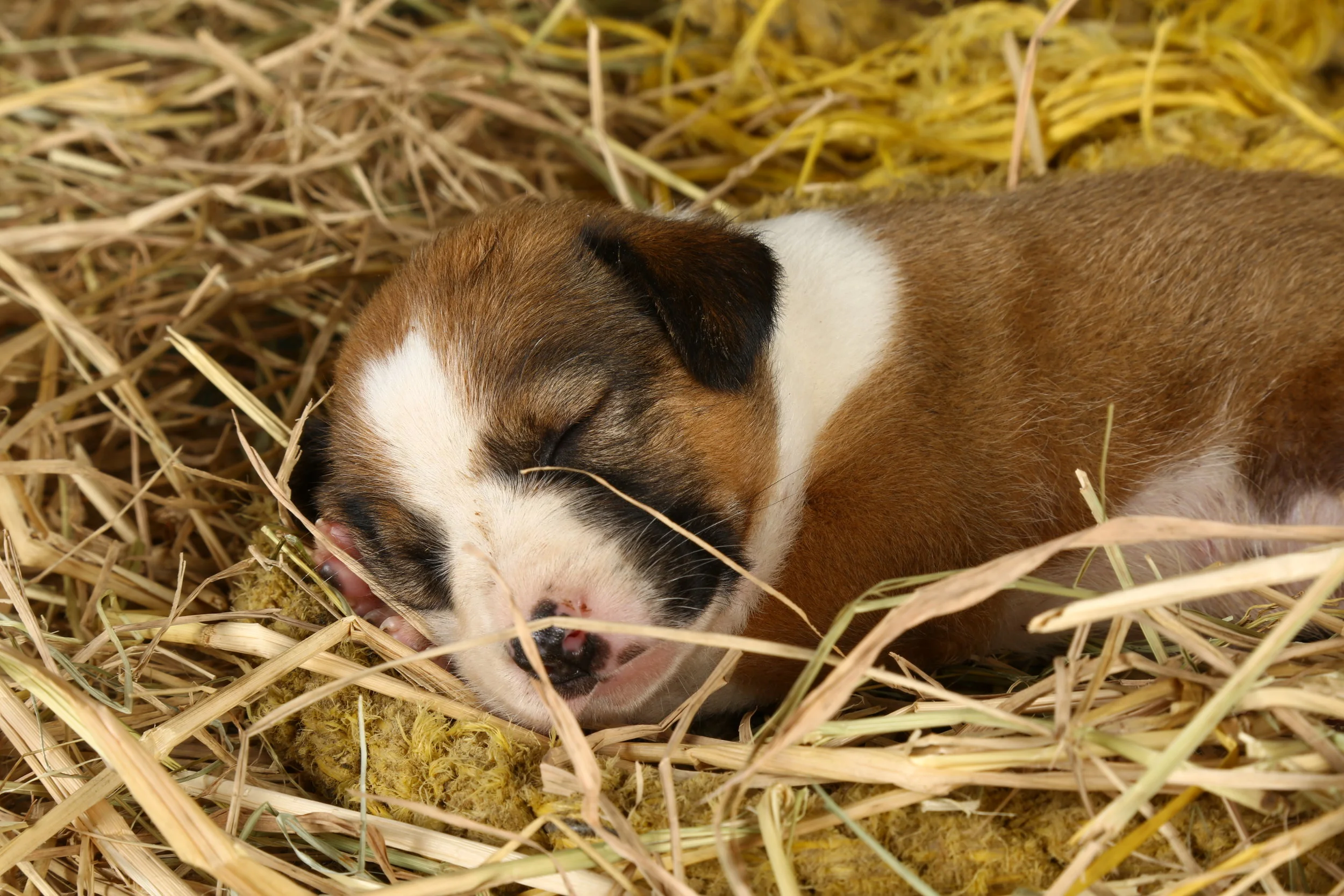 For Blue Cross of India