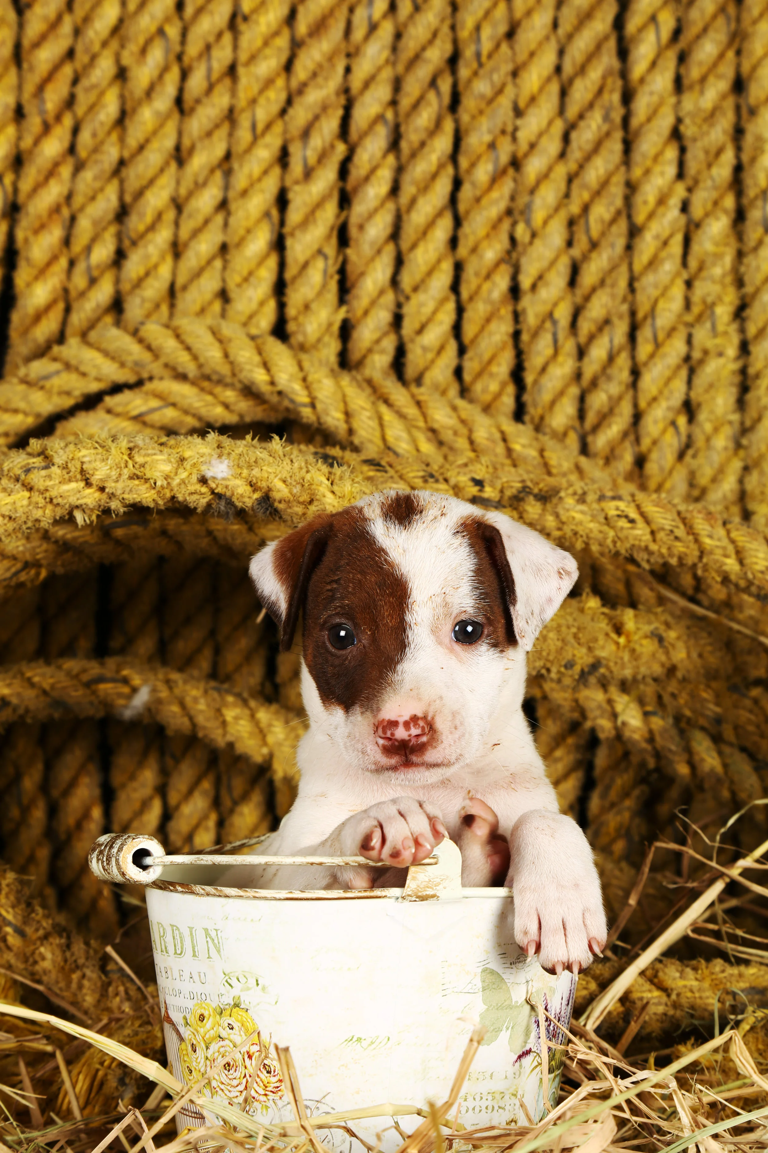 For Blue Cross of India