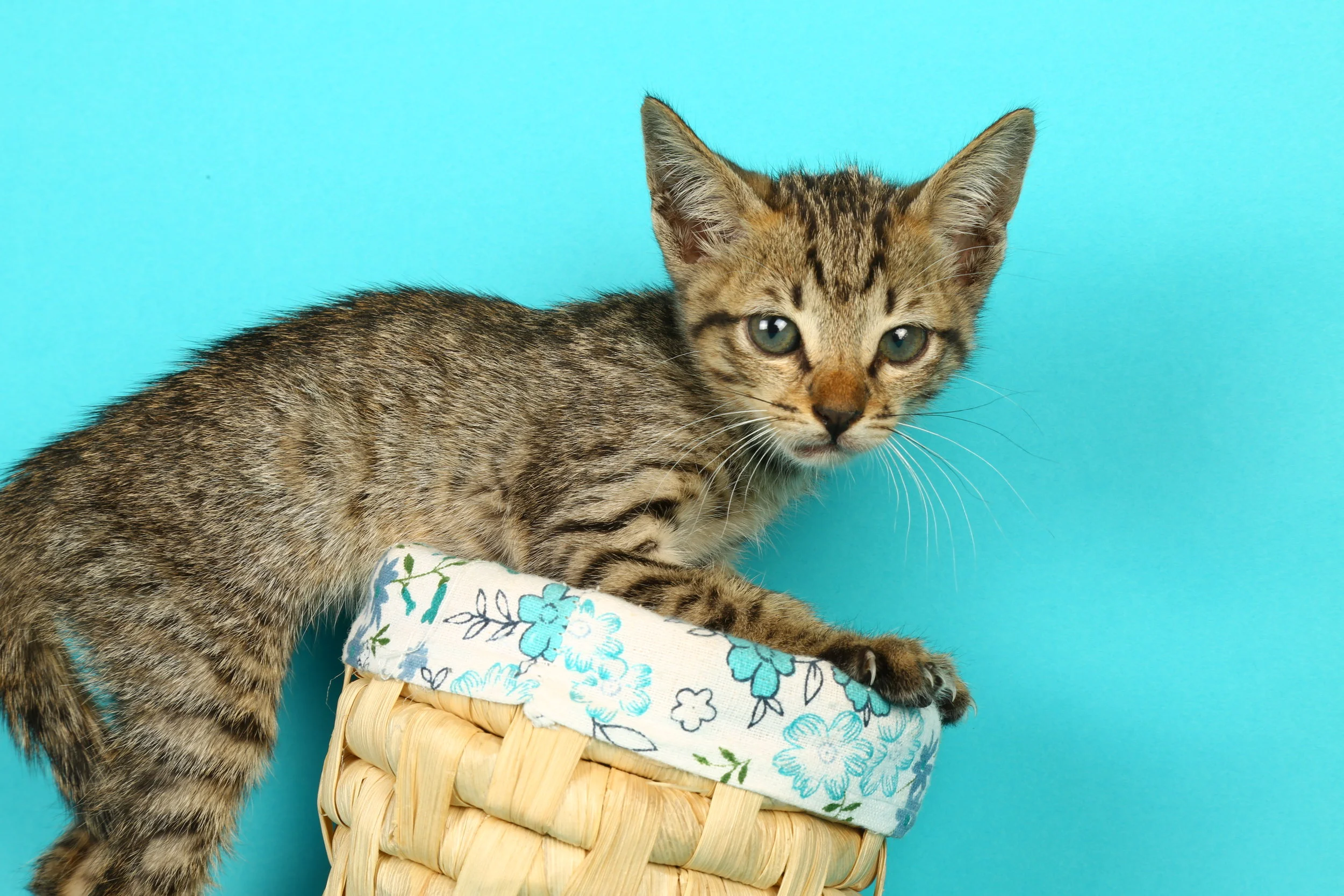 For Blue Cross of India