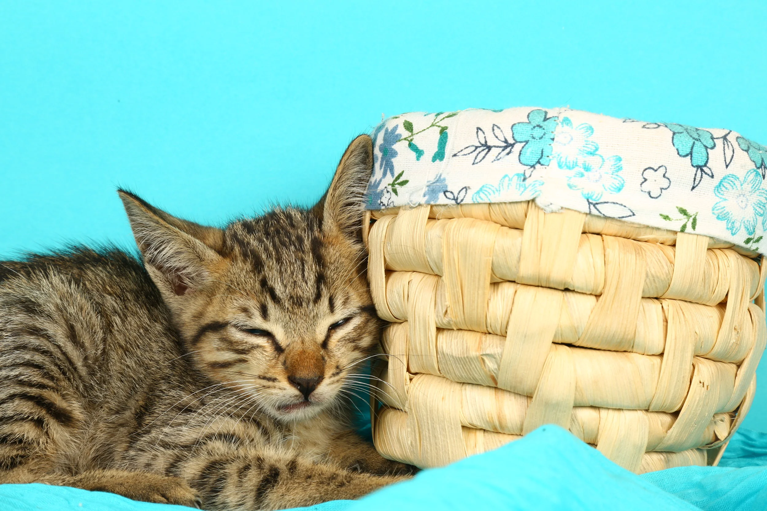 For Blue Cross of India