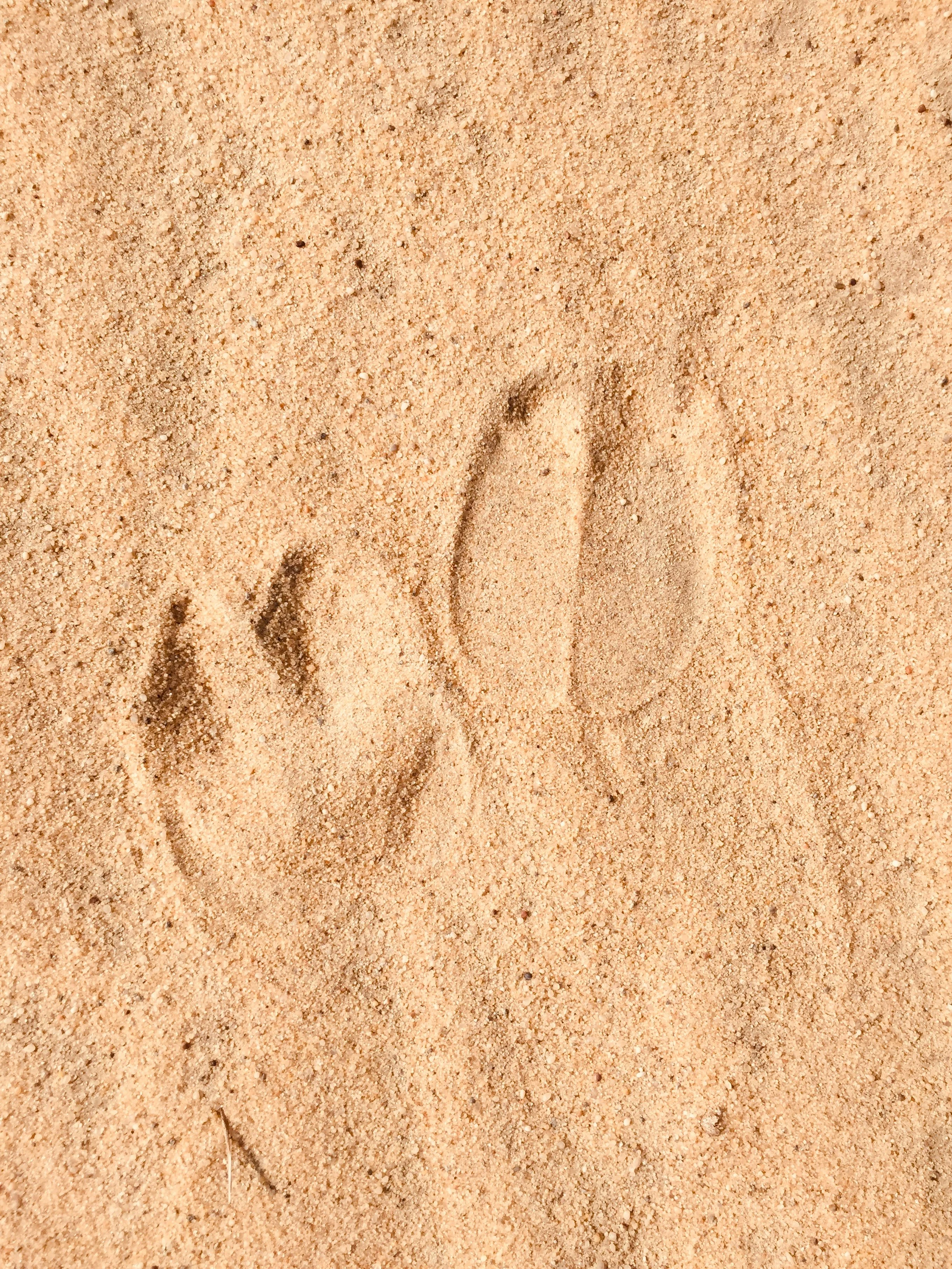 Camel footprint in Kuwait shoot by Mona Al-Qanai