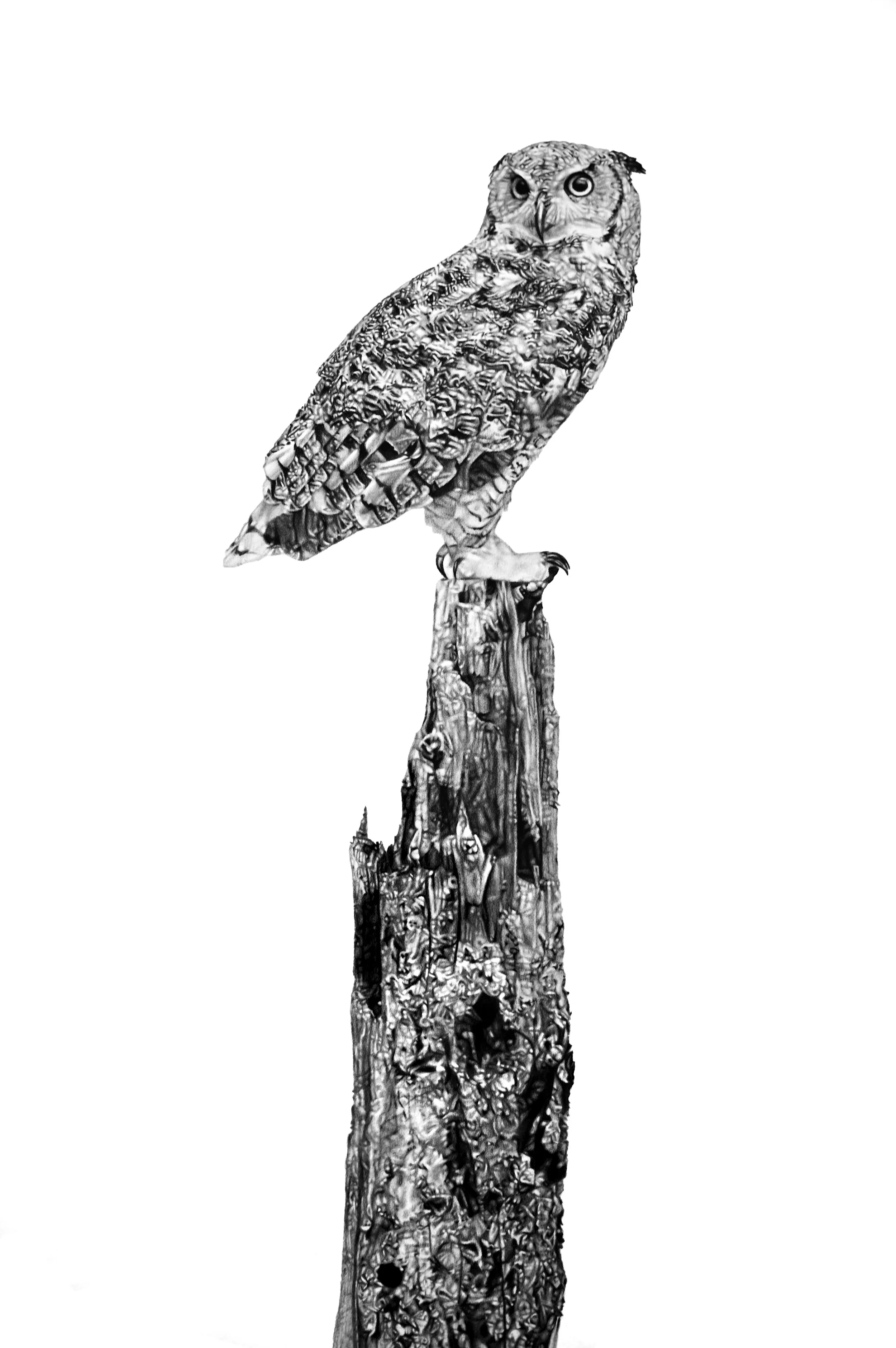 Deep, soft hoots (Great Horned Owl)_charcoal on paper_2026_detail 2.jpg