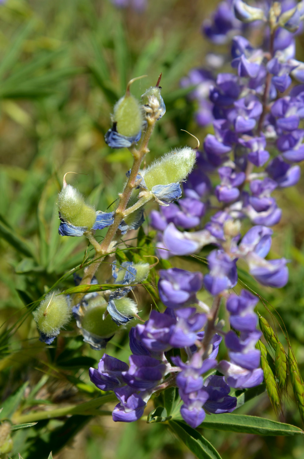 Lupine with fuzzy seed pods