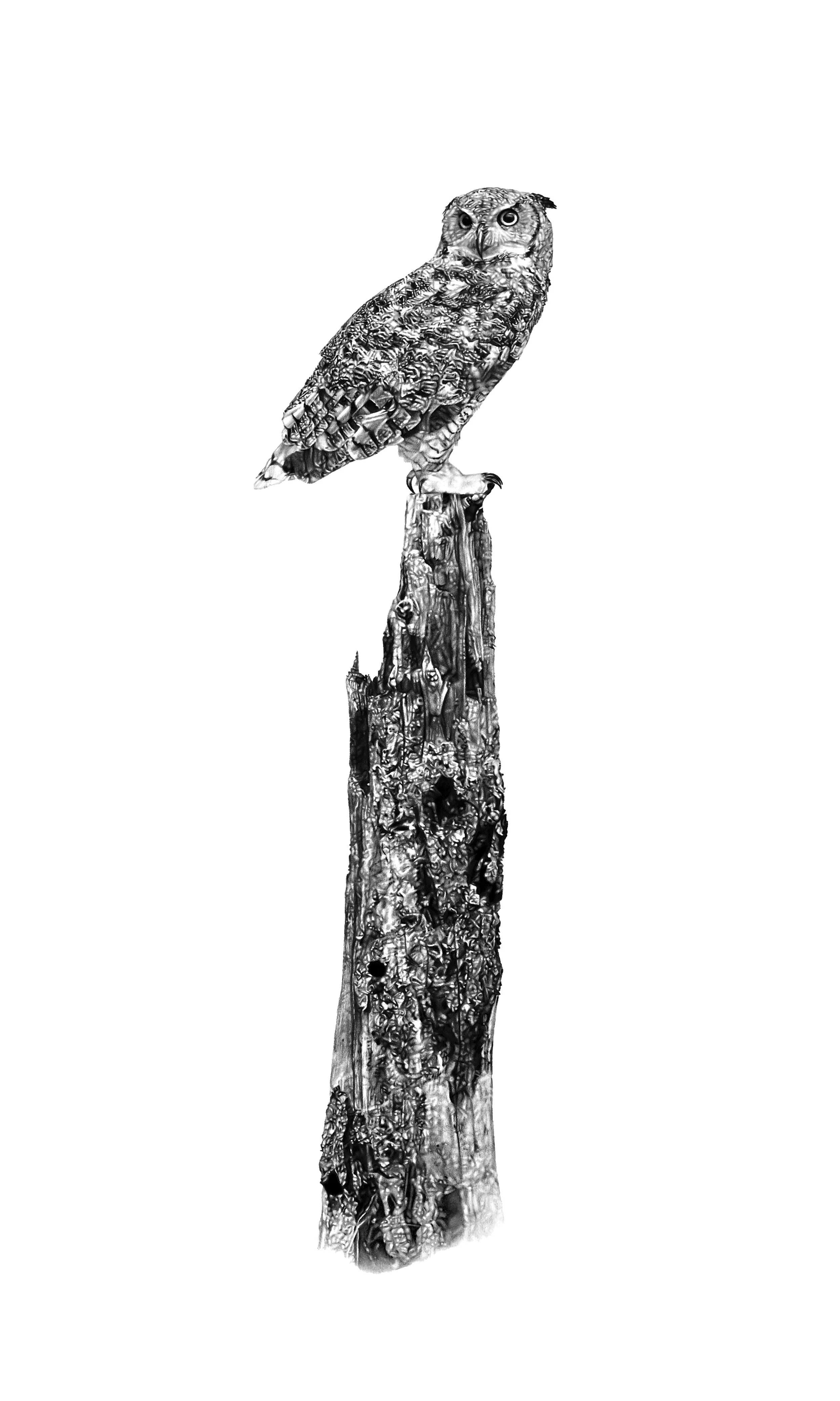 Deep, soft hoots (Great Horned Owl)_charcoal on paper_2026_2.jpg