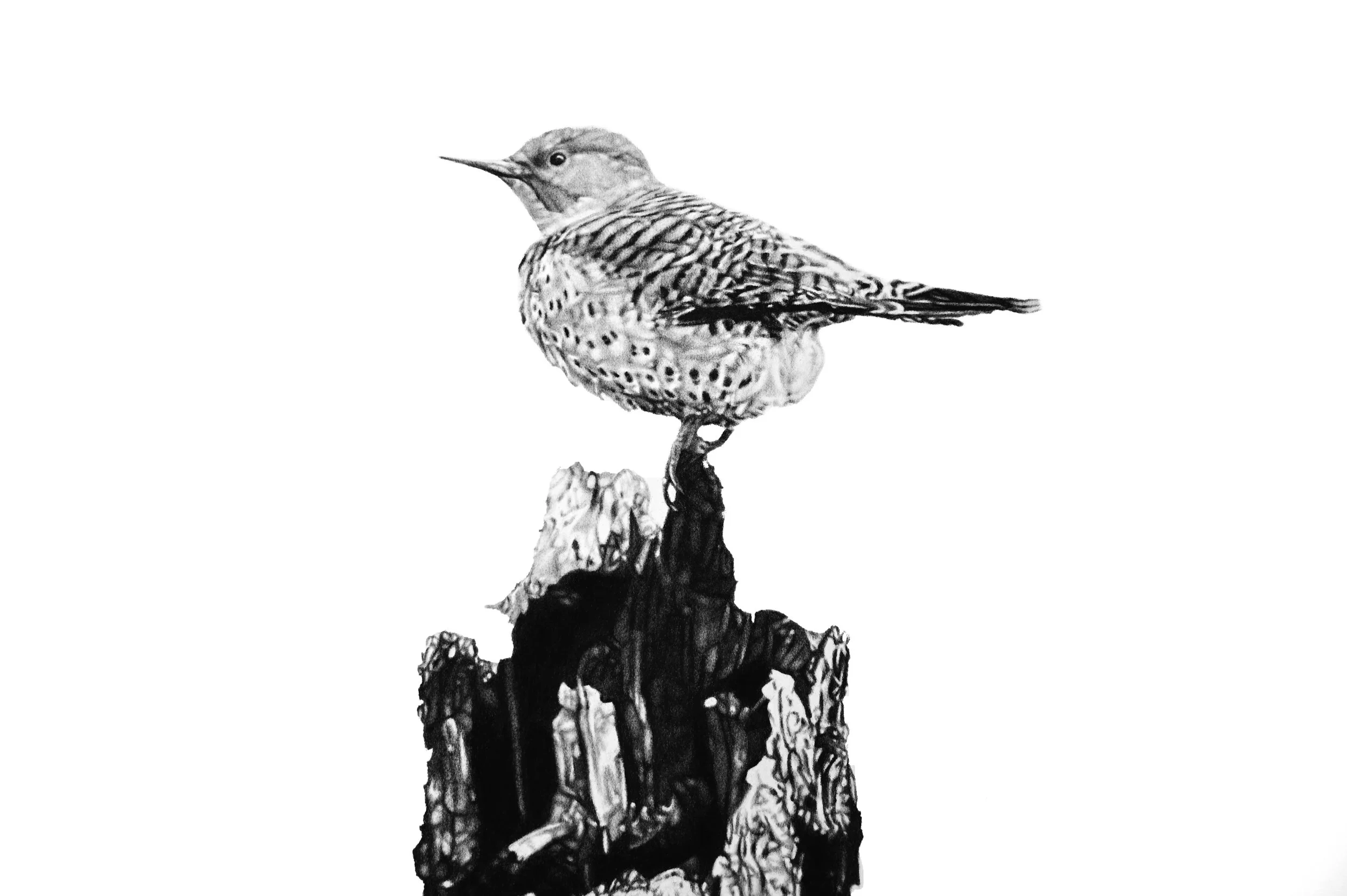 Loud rolling rattles and short bursts of drumming (Northern Flicker)_detail.jpg
