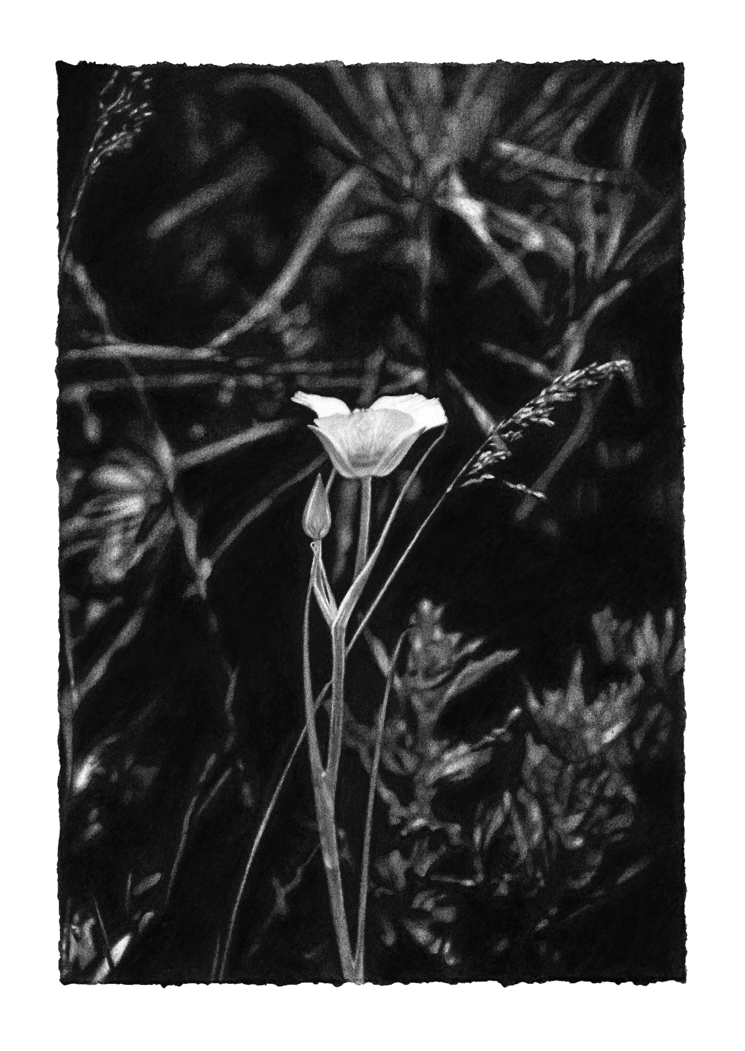 Mariposa Lily_charcoalonpaper_7.5x11inches_final.jpg