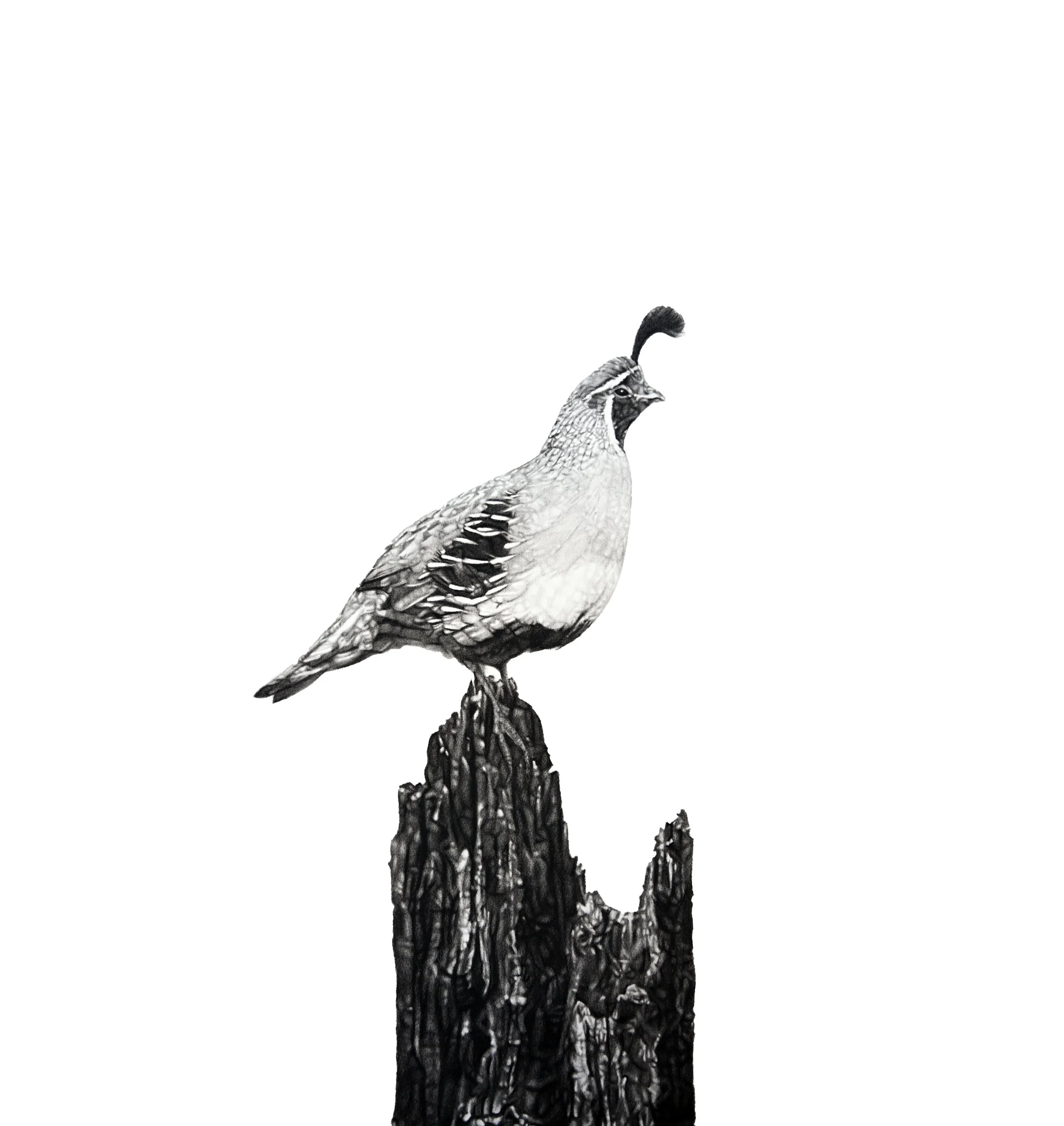 Squawks chips and caws_Gambels Quail_detail copy.jpg