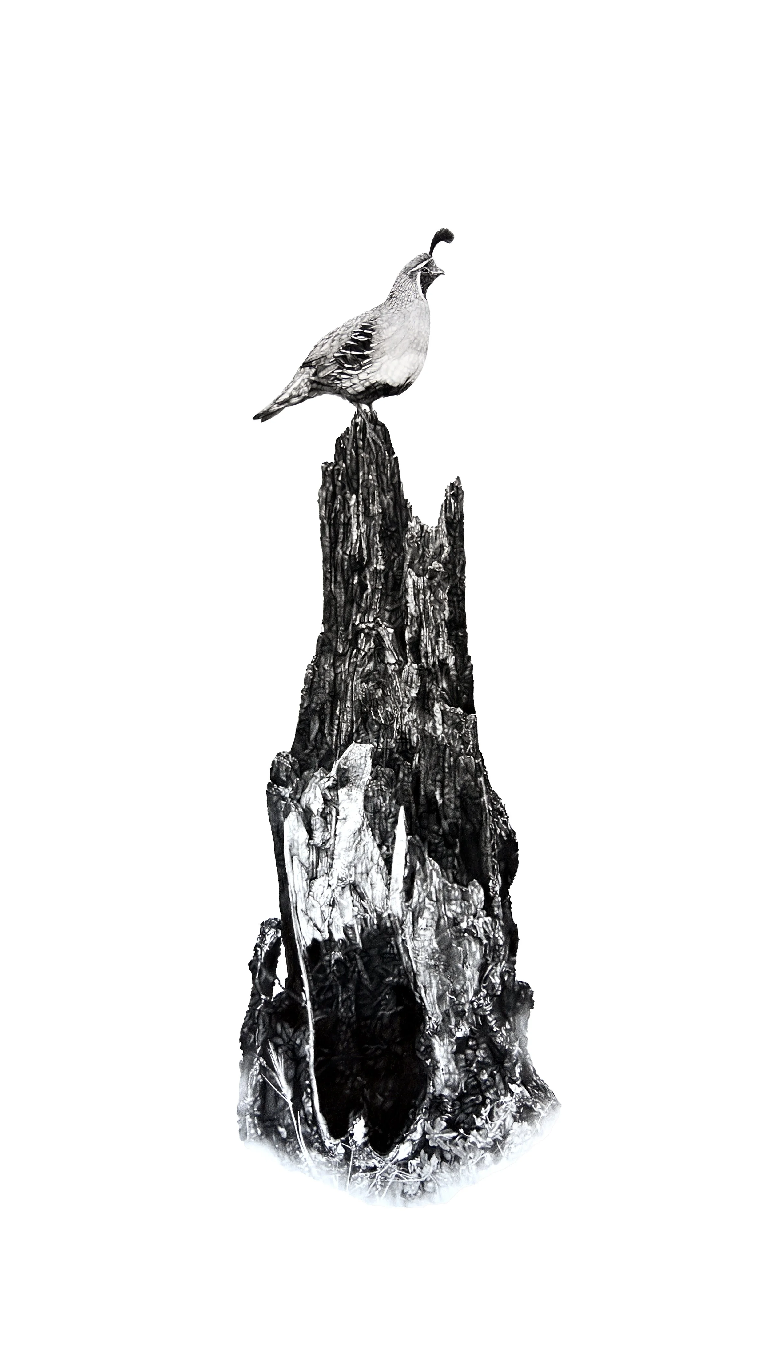 Squawks, chips, and caws_Gambels Quail_55.5x34.75_charcoalonpaper.jpg