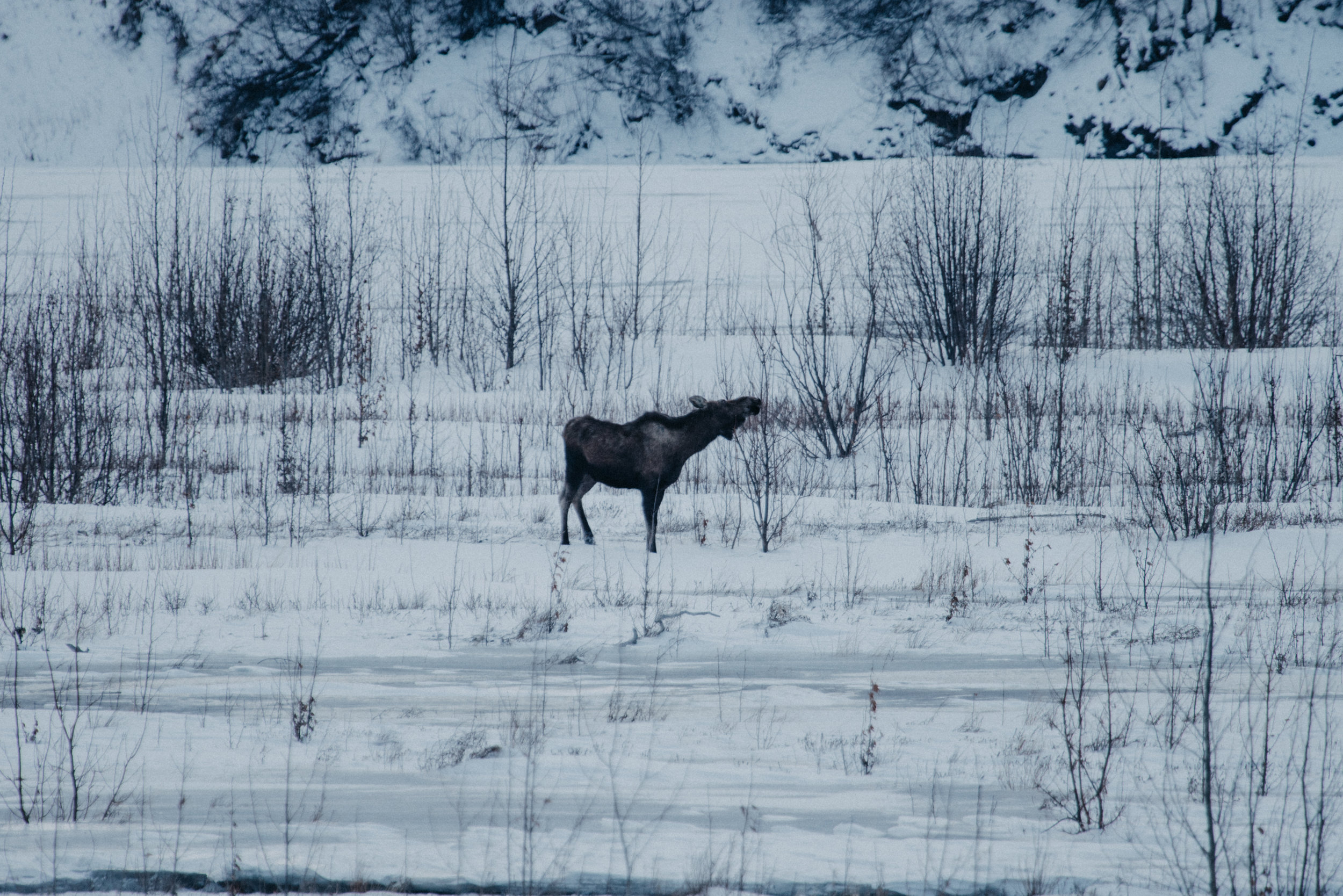 Alaska-60.jpg