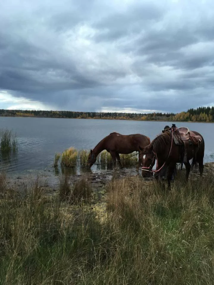 horses in water.jpg
