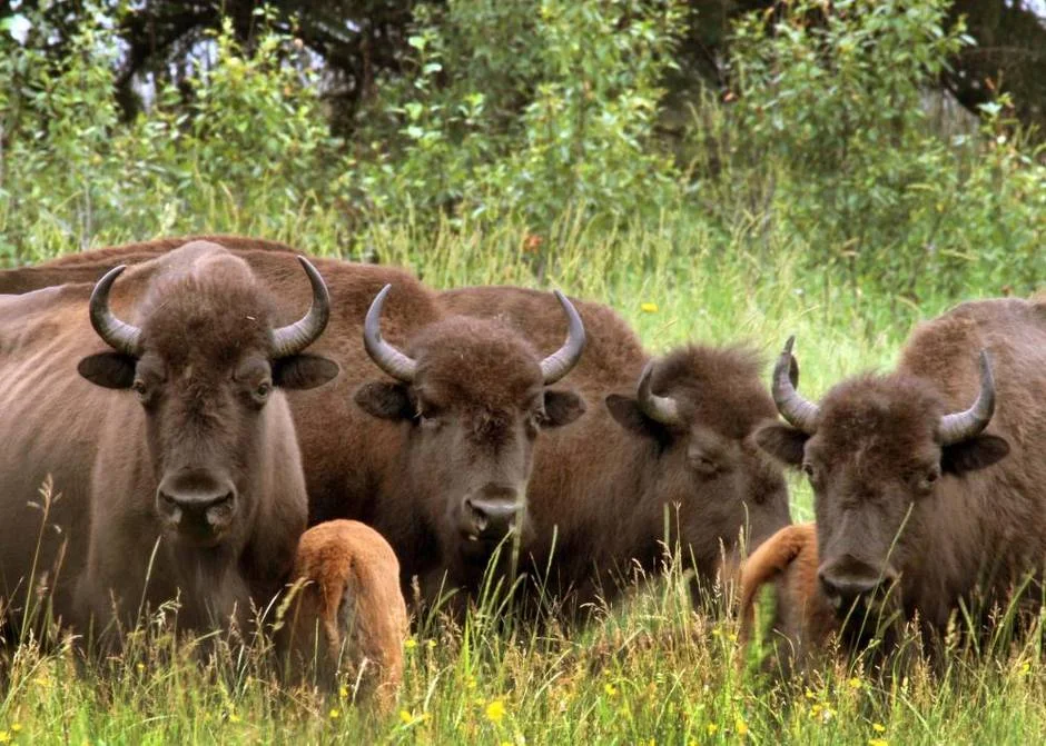 bison herd with calves.jpg