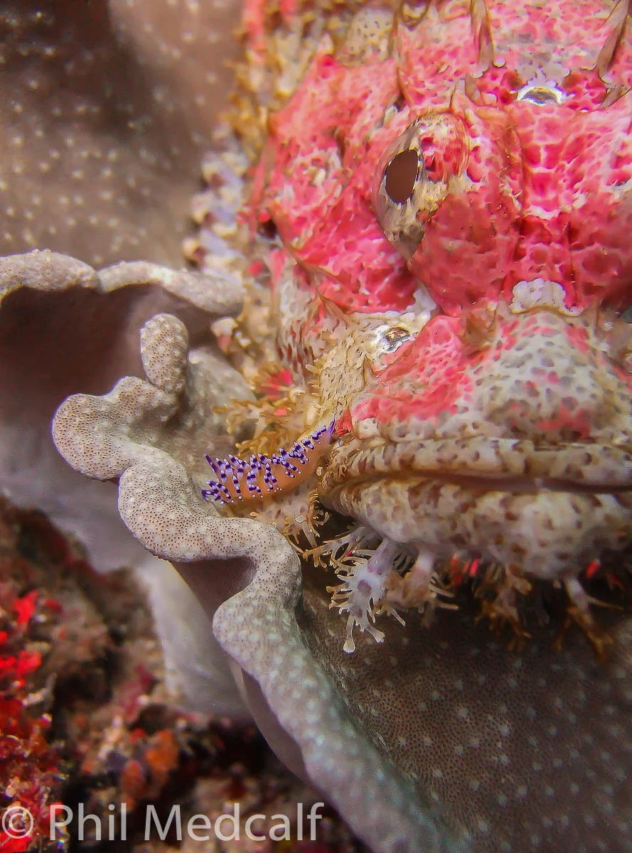 This shot of a nudibranch taking a shortcut over a scorpionfish was made using an earlier camera than the S95, a Fuji Finepix F30 which was a hugely popular compact for underwater partly because of its excellent Custom White Balance