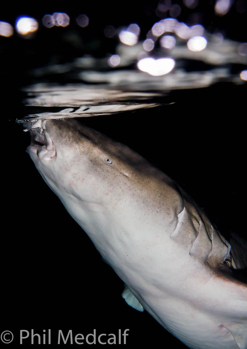Wide angle wet lenses are not the sole domain of compact camera users, they also perform well with interchangeable lens cameras when used with kit lenses in flat, threaded ports. The above image of a nurse shark was taken using an Olympus EPL-3 in an Olympus housing fitted with an Inon wide angle wet lens.