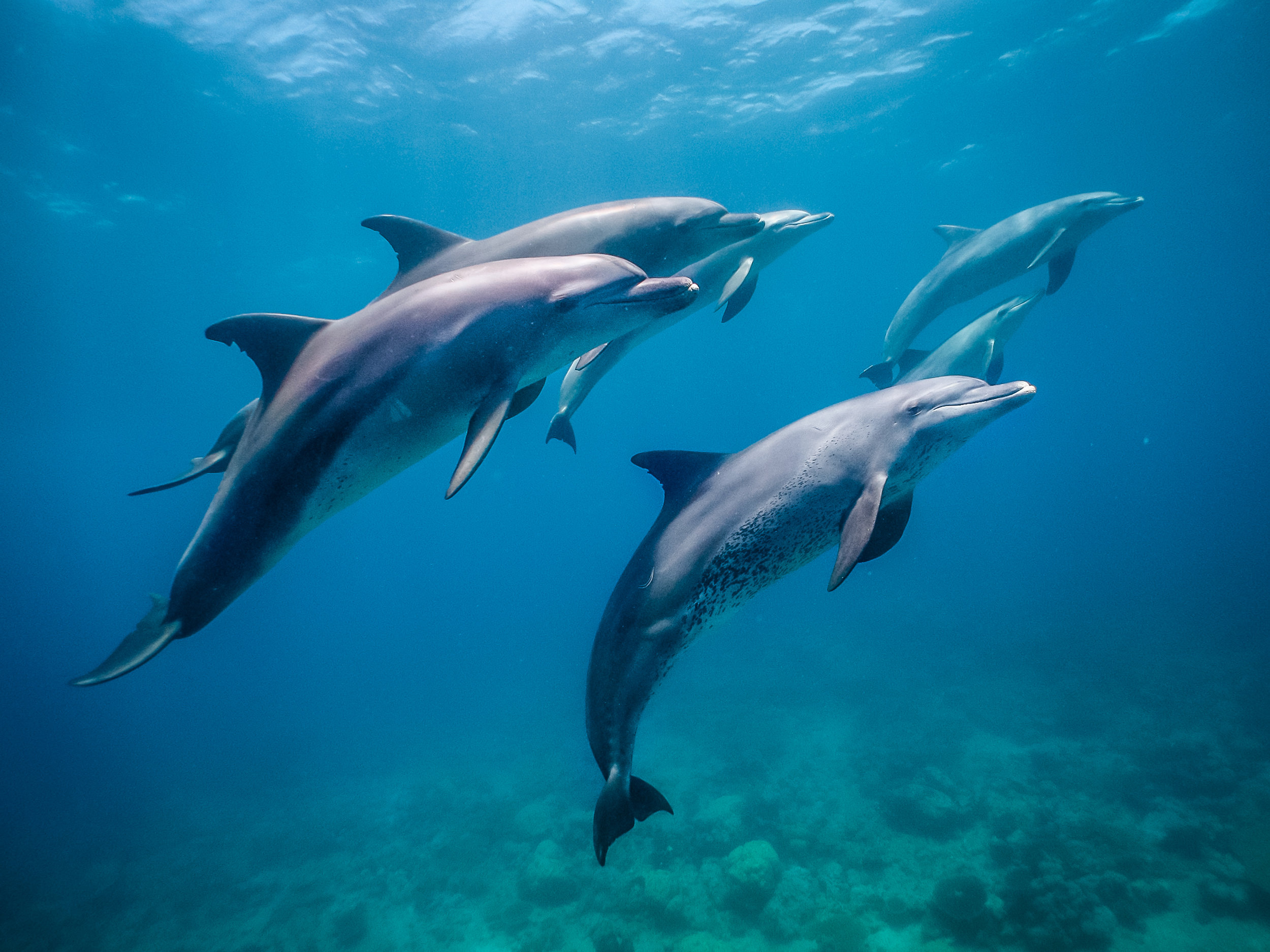 Дельфин живет в воде. Марса Алам дельфины. Водные животные. Водные млекопитающие. Дельфины млекопитающие водные.