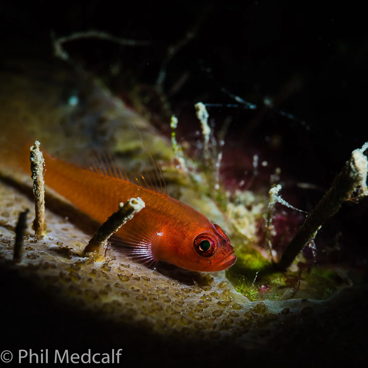 Here the pool of light from the strobe was larger than the tiny goby I was taking pictures of. But the snoot kept the light confined to a quite small area which I think gave a better look to this shot than if the surroundings were fully lit.