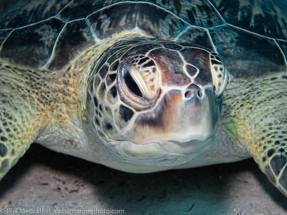 One of the advantages of using strobes rather than video lights is that many marine creatures don’t find them as annoying. Most turtles for example will happily let you take multiple shots using flash but will move off quickly if you shine a bright light at them. If a creature appears distressed by you taking its picture find something else to photograph and if you need a focusing light keep it set low whenever possible.
