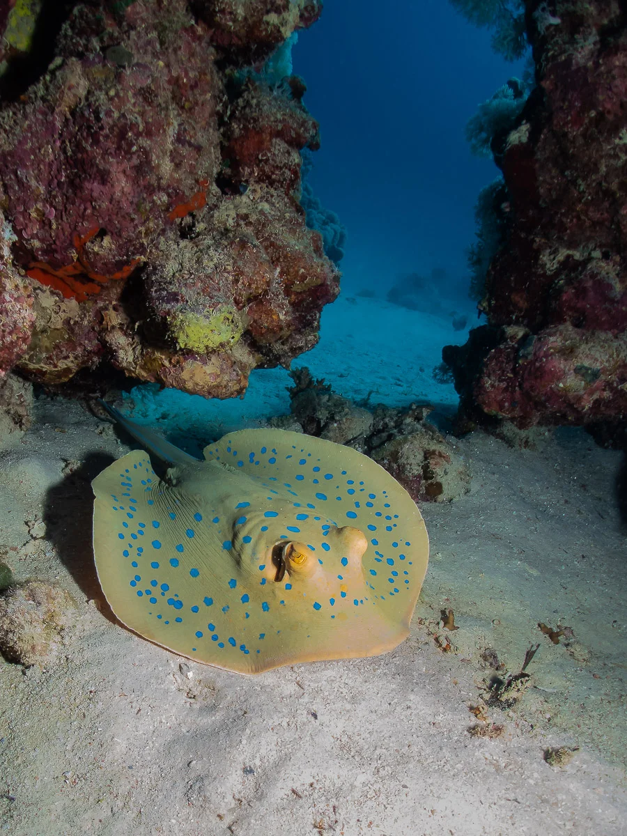 Lack of shutter speed control was an issue with this shot. Even with EV set to -2 the camera gave me a shutter speed of 1/30sec which gave me a very pale blue through the window in the coral. I made it darker using editing software but it isn’t exactly the colour I would’ve liked.